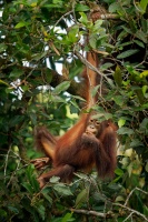 Orangutan bornejsky - Pongo pygmaeus - Bornean Orangutan o9659